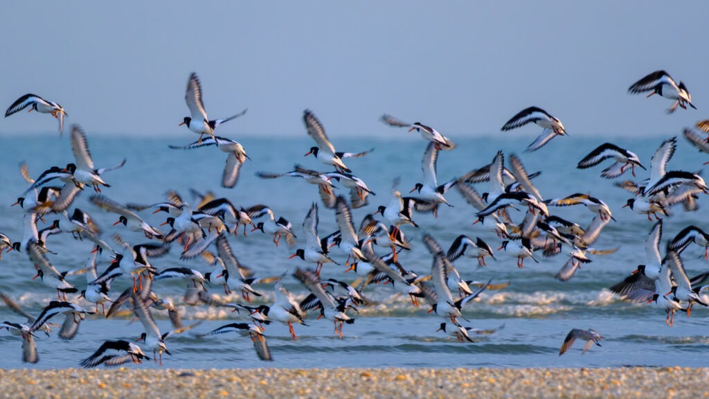 Nature, découverte & convivialité dans la baie de St-Brieuc…